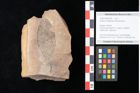 Foto (Objekt + Etikett) von Quercus palaeoilex Ettingshausen (NHMW-GEO-2024-0188-0796)